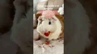 me mancha todo :( #cobayas #pets #guineapigs #cute #mascotas #meme #smallpets #viral #cuyos