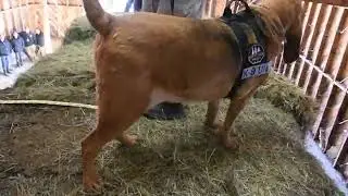 RAW | Cadaver dog sniffs spot where Patrick Frazee stored Kelsey Berreth's body