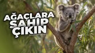 Ayı da değilsin tembel de! | Susuz yaşanabilir mi? (Koala Belgeseli)