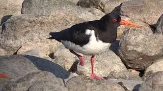 Meriharakka - Haematopus ostralegus - Eurasian Oystercatcher