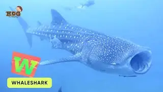 ABC Sea Giants Song | Shark, Whale and Dolphin | Learn English, Alphabets and Animals for Kids #abcd