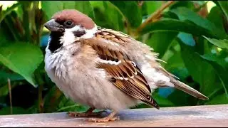 Tree Sparrow chirping loudly