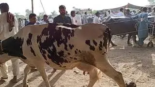 Imported Cow In Market Of 2021 // Imported Cow // Cow Video // Animals Cart