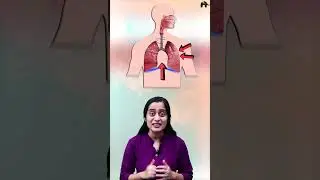 Exhalation | Breathing ad exchange of gases Class 11 Bio with Roshni Mam #concepthogacrystalclear