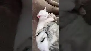 Cats Cuddle Time!