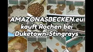 AMAZONASBECKEN.eu kauft Rochen bei Duketown-Stingrays