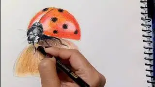 how to draw ladybug/  easy oilpastels drawing.