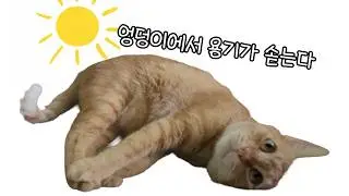 [Семья Кымдон] Чизы заряжается смелостью через похлопывания! 😹