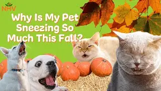 Why Is My Pet Sneezing So Much This Fall? | NHV Natural Pet Products