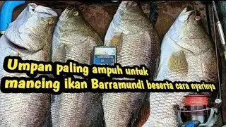 6 Umpan paling ampuh mancing kakap putih