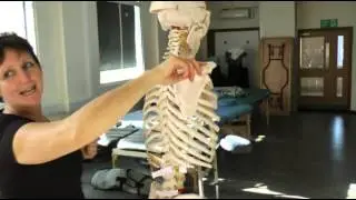 Massage Therapy: skeletal system
