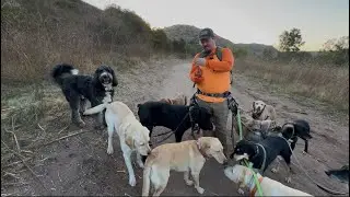 DOGEX: Пумастер и Пеннимэн