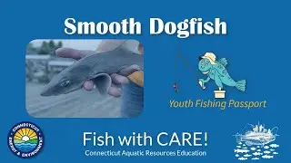 Catching Smooth Dogfish - CT Youth Fishing Passport