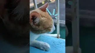 Cat standoff against the neighbor's grumpy cat. #worldofcats #bravecat #cutecats #catfight