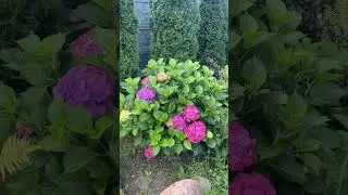 Моя коллекция #калининград #гортензии #hydrangea #collection #garden ##сад #садоводство