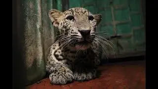 Leopard Rescued from 40 ft deep well in Maharashtra & Released Back Into The Wild
