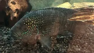 Added large Jack Dempsey to 75g cichlid tank