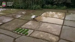 MUSIM TANAM KELURAHAN CIGEMBOR, CIAMIS