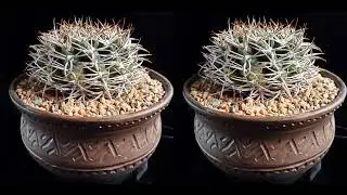 Gymnocalycium ferocior