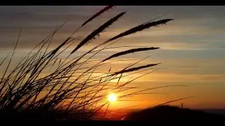 Grass Rustling in the Breeze - Relaxing - Soothing - Sleep Sounds