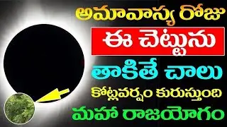 అమావాస్య రోజు ఈ చెట్టును తాకితే చాలు కోట్లవర్షం కురుస్తుంది మహా రాజయోగం #amavasya #mouniamavasya