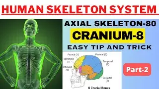 Human skeletal || Human skeletal system || Axial skeleton || Cranial Bone #khangsresearchcentre