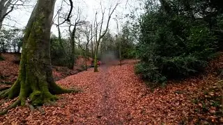 Escape the Noise 🌿 45-Minute Peaceful Walk with Calm Music
