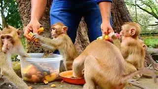 Today We Give All Food To Savanna Troop