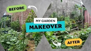 From Messy to Magical Garden | Indian Gardening Hacks & Organic Care Tips | Desi Garden Makeover