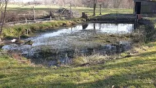 Forellen und Karpfenteich Ausbaggern Teil 1