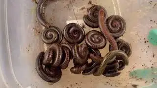 Amazing catching millipedes on the tree #millipedes #insects #wildlife