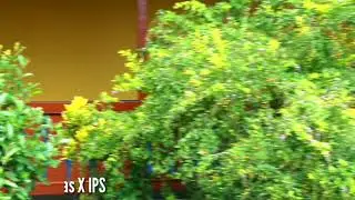 Video Profil SMAN 1 Sekayam