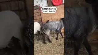 Adorable Tiny Kitten Clings Onto Sheep for Barnyard Rodeo