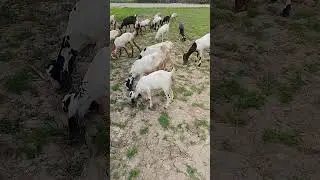 Beautiful goats is eating Grass ...