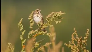 Приучите птиц есть больше семян сорняков!