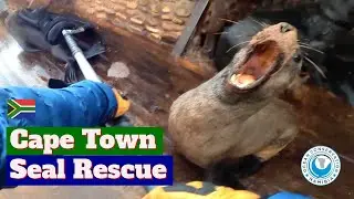 Seal Rescue - Cape Town Edition