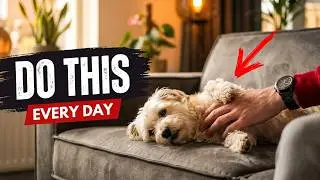 7 Things Most DOG Owners Forget &mdash; But DOGS Feel Every Day