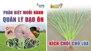 APN - QUẢN LÝ ĐẠO ÔN - KÍCH CHỒI CHO LÚA - PHÂN BIỆT MUỖI HÀNH | HỎI ĐÁP NHANH | ĐÔNG XUÂN 2026