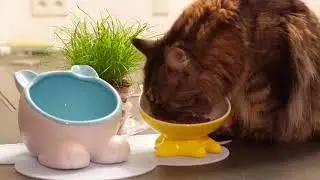 ViviPet Elevated Ceramic Bowl Q Bowl