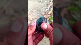 Prunus🍑Fruit Cutting .#satisfying #shorts #short #fruitcutting #fruit #trending #prunus #4k