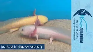 Axolotls | Waterlife Aquarium Ferntree Gully