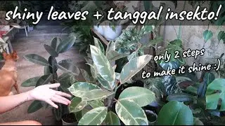 Secret for Shiny Leaves of My Plants + Tanggal Pati Insects!
