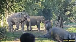 Huge Elephant Family Group Moving Through Forest | Real Wildlife Footage😱🐘