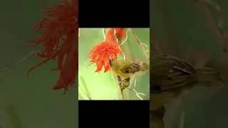 🌿 &ldquo;Colourful Birds of the Jungle&rdquo; #wildlife #birdsong #birdsinnature