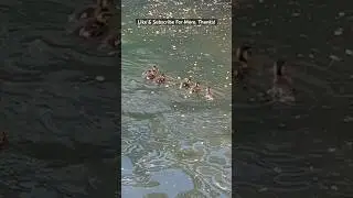 Mama Mallard Duck Gets 6 Ducklings In A Row! #duckling #ducklings #duck #ducks #mallardducks #birds