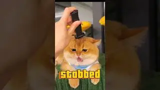 When cats get stabbed | Cat and knife #shorts #shortvideo #funny #animals #relax #pets