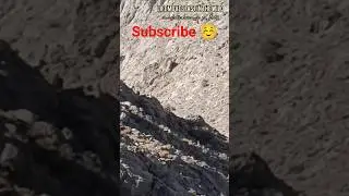 Wild Mountain Goats on the Run | فرار گله بز کوهی