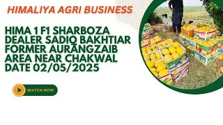 Himaliya 1 F1 Sharboza || #agricultural #viralvideo #hamimelon