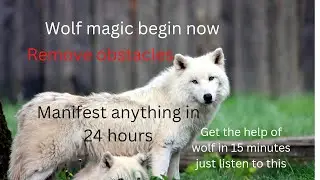 #Wolf-Magic-Begin-Now #switch words for Urgent health and #financialfreedom #manifestation in24 hour