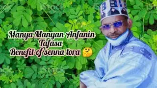 Manya Manyan Anfanin Tafasa (benefit of senna tora🤔 )